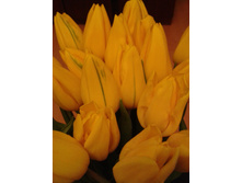 ������ Strong Gold