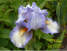 ���� ���