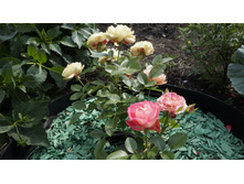 176 — �����.jpg