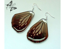 ������ Parantica sita, 300