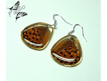 ������ Argynnis sp., 250