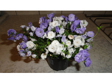 ��������� �������� - 300 ���.  ���� �������� � ������ ������ ������� .