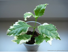 ������� �����������- 170- 200 ���.