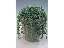 ���������� ����� (Senecio rowleyanus) - 500 - 700  ���.