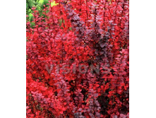 �������� ��� ������