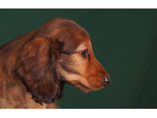 16487087 1277594358973651 7837448345393511929 o.jpg