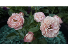 149 — �����.JPG