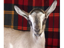 ������� (����� ����������)