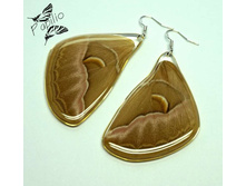 ������ Samia cynthia, 350