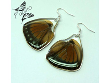 ������ Euphaedra sp., 250