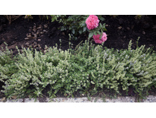 288 — ����� — �����.jpg