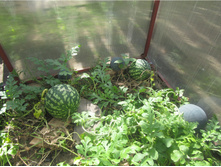 586eca118cc12 img4618.jpg