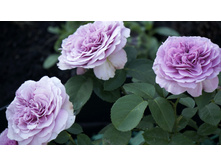 �������� ���