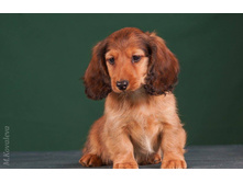 16422966 1275332025866551 6307394606770816367 o.jpg