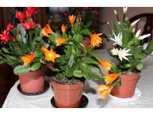 �������������� ���� - 250- 350 ���.