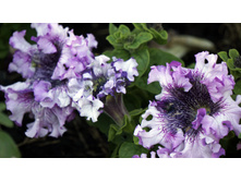 ������ �����