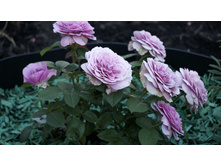 �������� ���