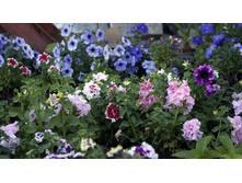 57 — �����.jpg