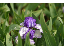 ���� ���������� Skip Stitch