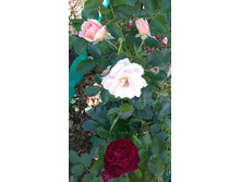 ������� (79).JPG