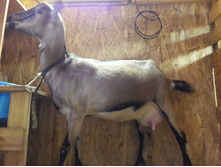 ����� ���� ������