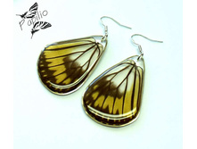 ������ Ideopsis vitrea, 300