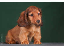 16300465 1275332262533194 1718104545662901039 o.jpg