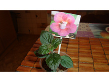 �������� Last Down