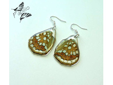 ������ Argynnis sp., 250