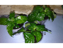 ���������� - 150 ���.