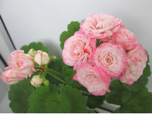 ���������� Denise