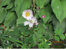 ������� ��������.JPG