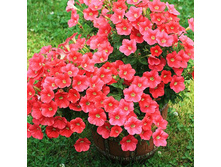 ������� ��������� ����� ������ ����� 80� �������