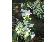 ���������� �����.JPG