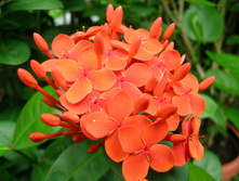 ������ ( Ixora) - ������ �������� ...