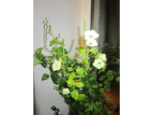 ��������� ��������  (Asystasia gangetica)- ��� ����� ���� ...