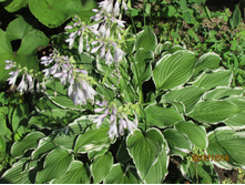 ����� ���������������.JPG