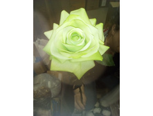 2017-03-28 10-58-43.JPG