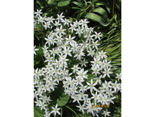 ������������ ���������.JPG