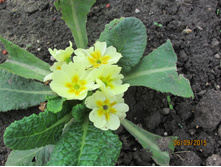 ������ ������.JPG