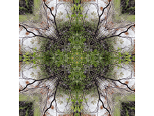 ����������� �������