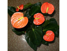 �������� ���� �����