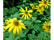 �������� ����������� Goldquelle*