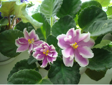 ������ Music Box Dancer