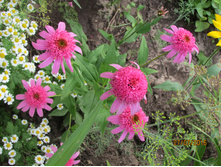 �������� ��������� Pink Double Delight.JPG