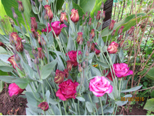 ��������� (�������).JPG