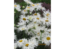 ������� Craizy.JPG