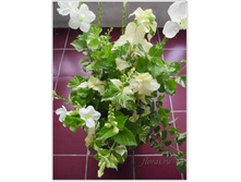 ��������� �������� �����������(Asystasia gangetica variegata)- ������ �������� ....