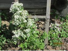 �������� �����������.JPG