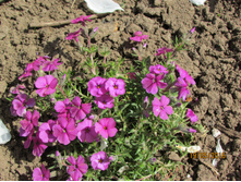 ������� 'Crackerjack'.JPG